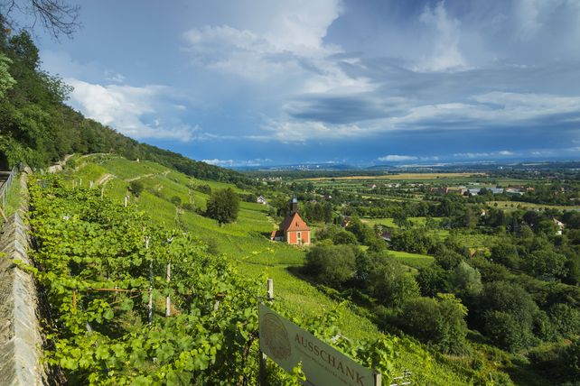 Sachsen Weinanbau