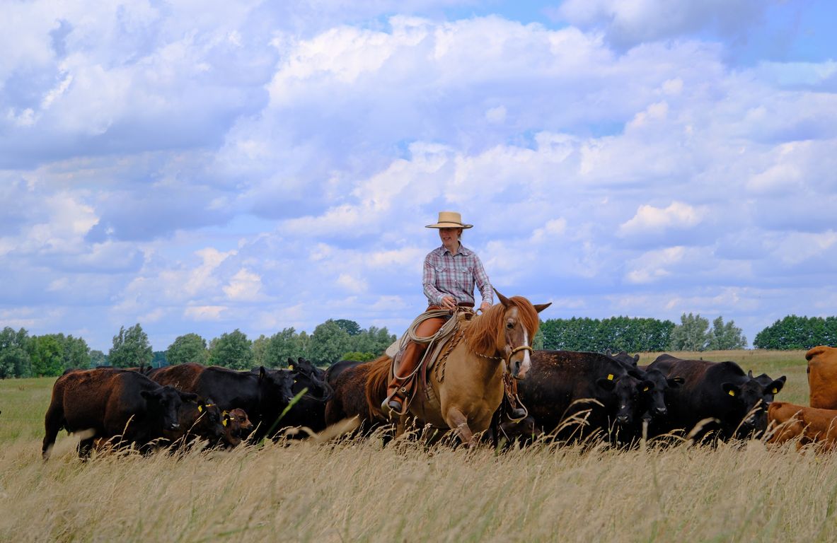 Naturnahe Haltungsform Wo die Block HouseRinder gezüchtet werden Tageskarte