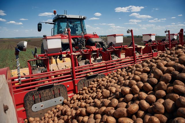 Kartoffel Ernte 