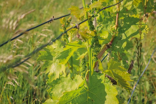 Weininstitut, Friostschäden