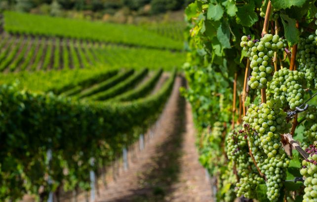 Champagner Lese Ernte