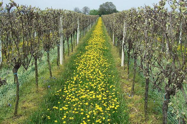 Minimalschnitt, Weinberg