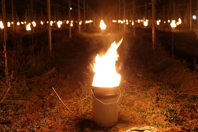 Frost, Wein, Winzer, Feuer