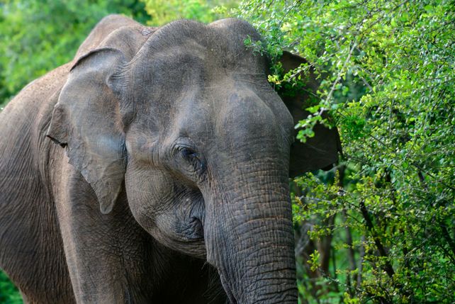 Elefant Restaurant Thailand