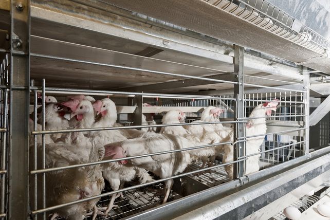 Systemgastronomie, Contract Catering, Masthuhn-Initiative, Masthuhn-Report 2025, Tierschutzstandards, McDonald’s, Burger King, Hans im Glück, Sodexo, Dr. Oetker, Aldi Süd, Globus, Albert Schweitzer Stiftung, Transparenz, Tierwohl.