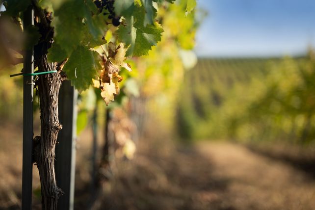 Künstliche Intelligenz, Weinberg, Weinbau, Rebschnitt