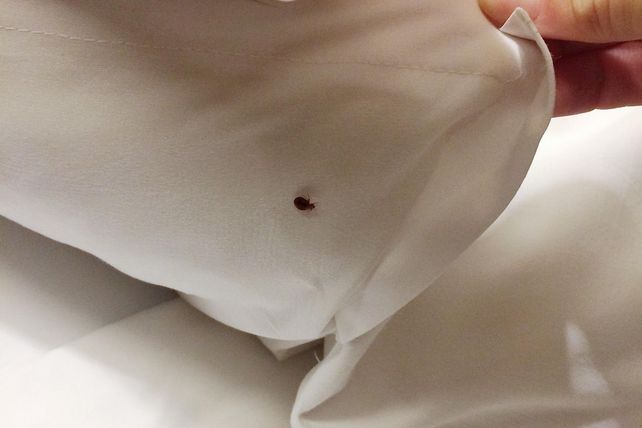 Bettwanzen, Frankreich