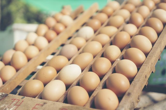 Eierproduktion Deutschland 