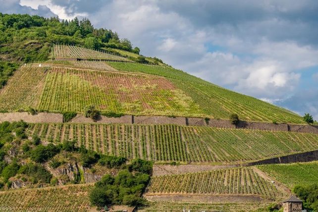 Winzer, Geld, Förderung, Steillagen