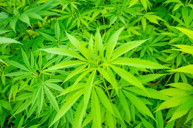 Cannabis-Plantage, Kegelbahn, Neuss