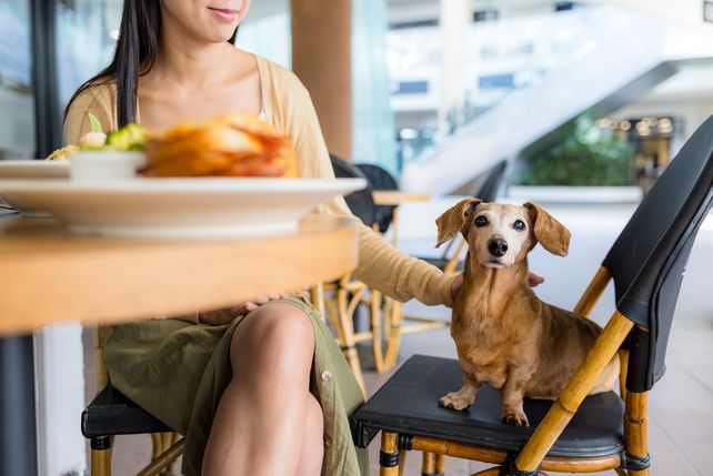 Adults-only Gastronomie, kinderfreie Restaurants, Restaurants nur für Erwachsene, Haustiere im Restaurant, Hunde im Restaurant, Lightspeed Umfrage, Gastronomie Deutschland, Restaurantgäste, Generation Z, Hamburg Gastronomie