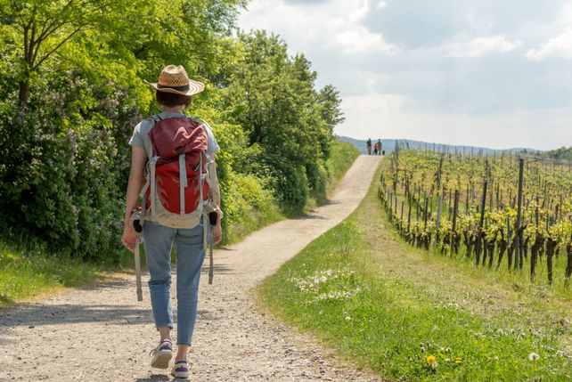 Weinwanderweg Sachsen