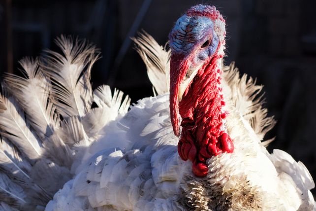 Truthähne, Luxushotel, bell, liberty