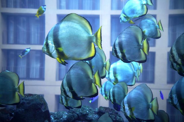 Aquarium, Berlin, Fische, gerettet