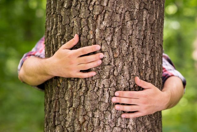 RoomRaccoon, Hotels for Trees