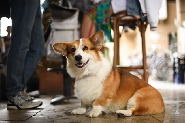 Reisen mit Hund