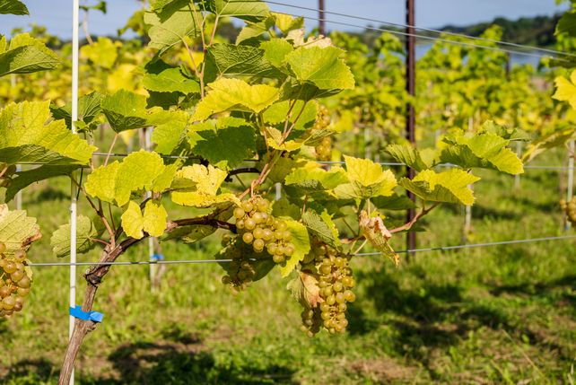Wein Schleswig-Holstein