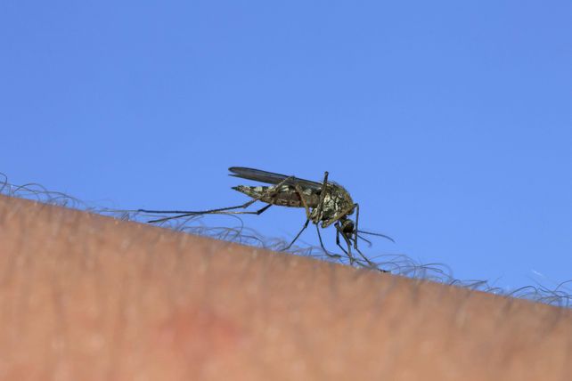 Mückenplage, Bodensee