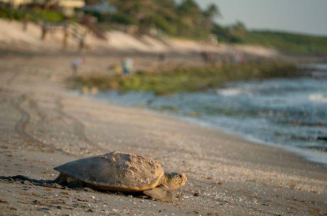 Schildkröten, Mallorca