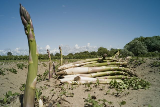 Spargelsaison