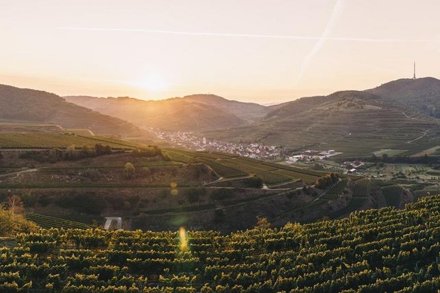 Weinlese 2026, Weinernte 2026, Weinlese Baden, Kaiserstuhl, Weinbau Deutschland, Weinjahr 2026, Wein Jahrgang 2026, Weinernte Baden, Weinbau Baden-Württemberg, frühe Weinlese, Trockenheit Weinbau, Hitze Weinbau, Weinqualität 2026, Weinertrag 2026, Sauvignon Blanc, Badischer Weinbauverband, Deutsches Weininstitut, Weinbauverband Württemberg, Federweißer, Klimawandel Weinbau