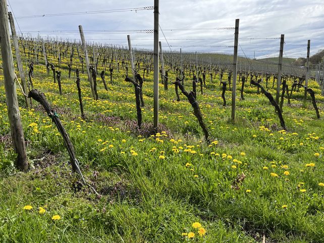 Deutsches Weininstitut, Wein, Trends