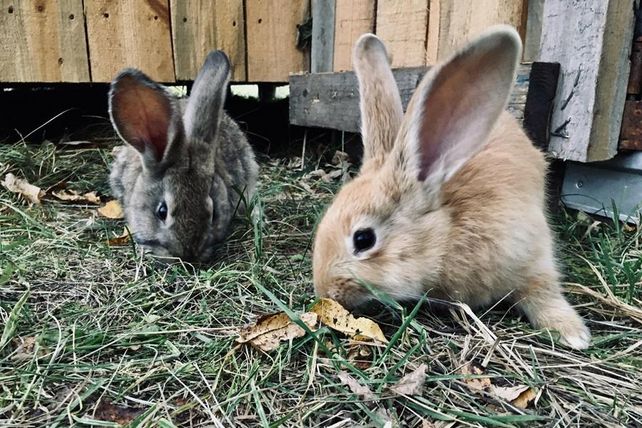 Hasen, Hotel, verschwunden