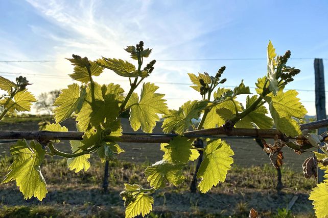 Piwi-Weine, Zukunftsweine 