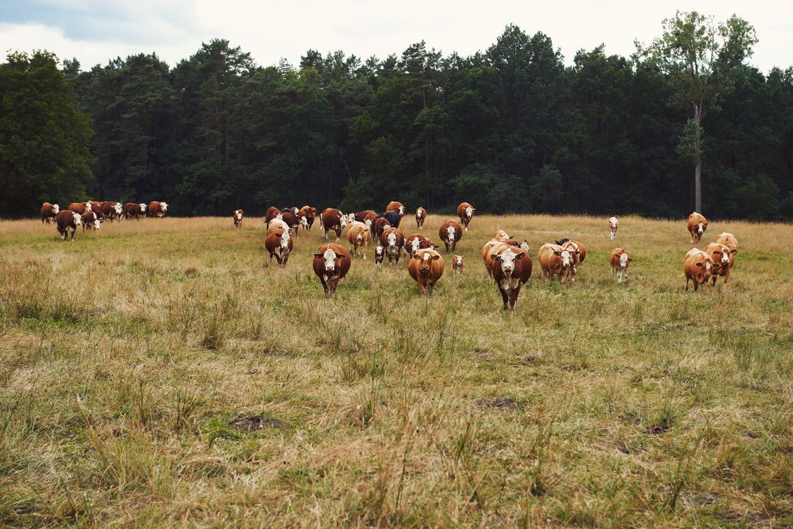 Naturnahe Haltungsform Wo die Block HouseRinder gezüchtet werden Tageskarte