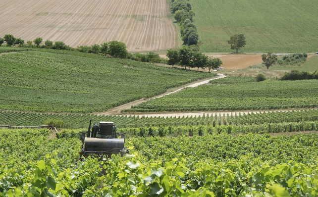 Ausbeutung Champagne, Urteil