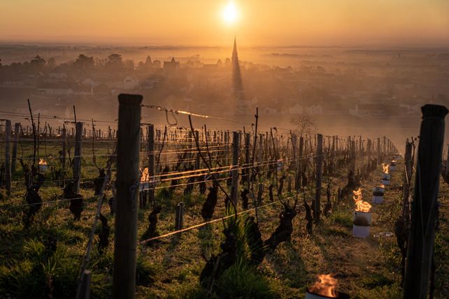Weinerzeugung, Deutschland, 2024, Rückgang