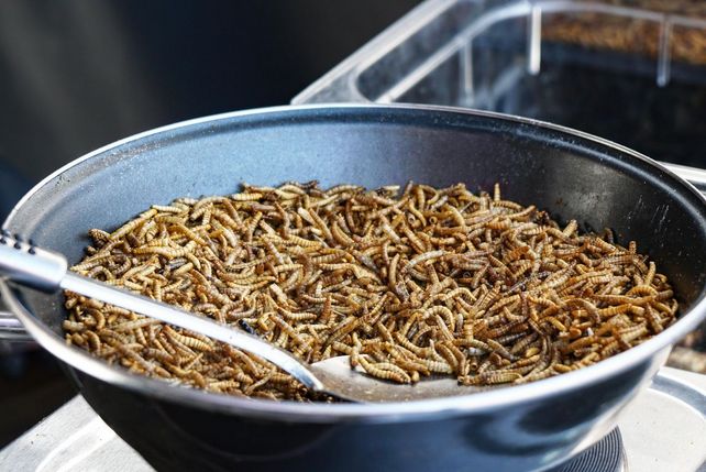 Insekten. Lebensmittel