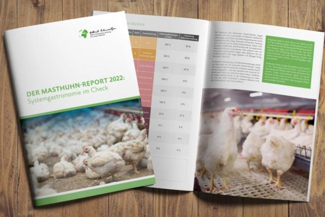Masthuhn-Report