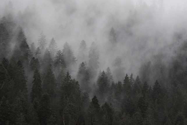 Schwarzwald, Bürgermeister, Mehrwertsteuer, offener Brief