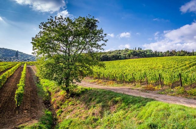 Klimawandel, Weinberg, Bäume, Reben 