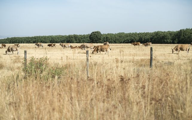 Klimawandel, Frankreichs, Käsehersteller, Käse
