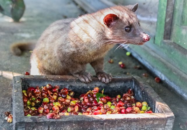 Kopi Luwak, teuerster Kaffee der Welt
