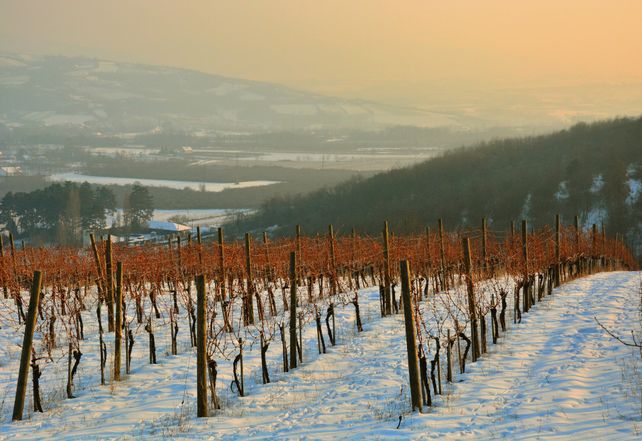 Weinanbau Deutschland