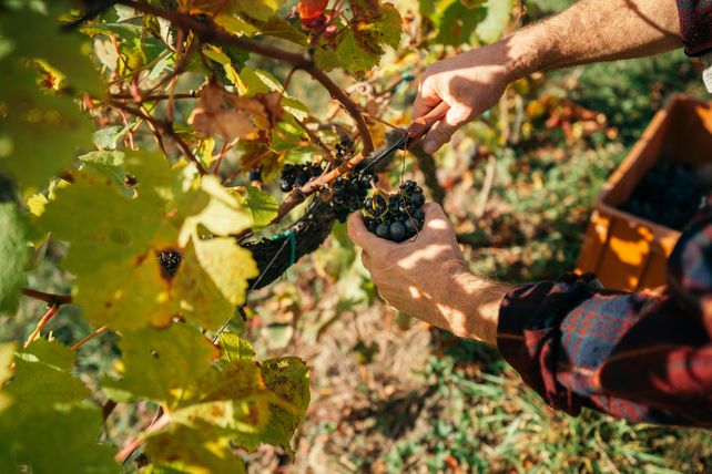 Wandel im Weinbau