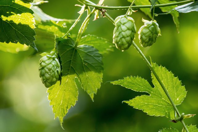 Hopfen