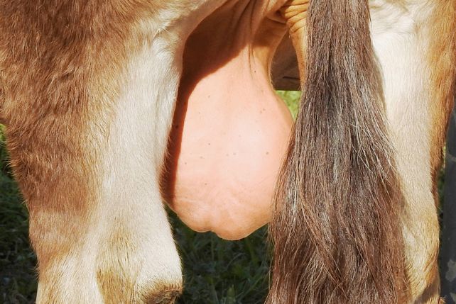 Restaurant, Harz, Stierhoden, Brockenbauer 