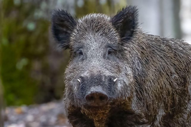 Wildschwein, restaurant