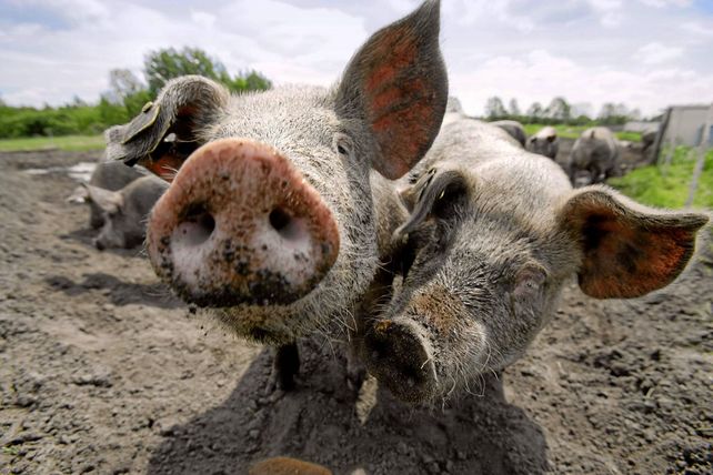 Tierhaltungskennzeichnung 