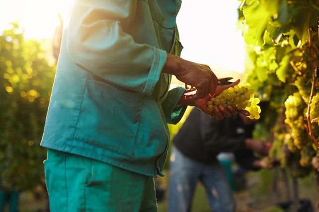 Wein Franken