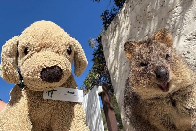 Jack, Hotel, Internetstar, Australien