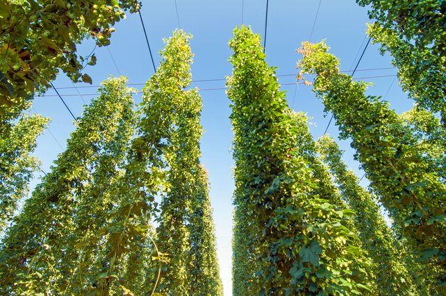 Hopfen, Klimawandel 