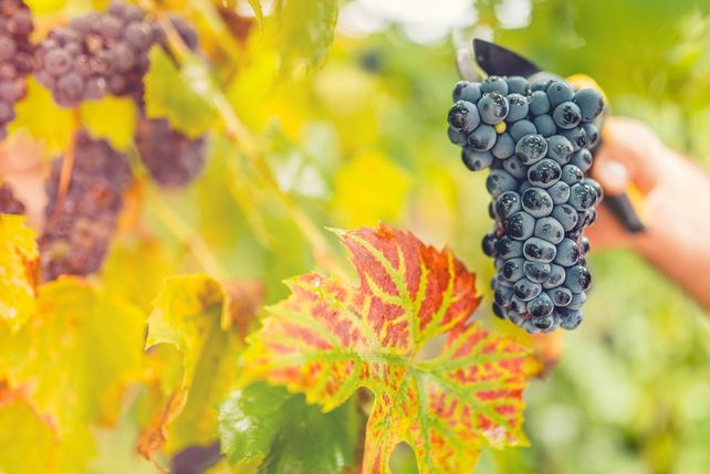 Weinernte 2026, Deutsche Winzer, Deutsches Weininstitut, DWI, Weinproduktion Deutschland, Erntemenge Wein, Weinjahrgang 2026, Trockenheit Weinbau, Wasserknappheit Weinberge, Weinqualität 2026