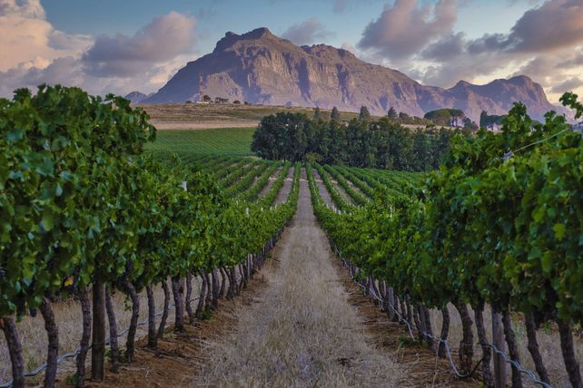 Wein, Südafrika