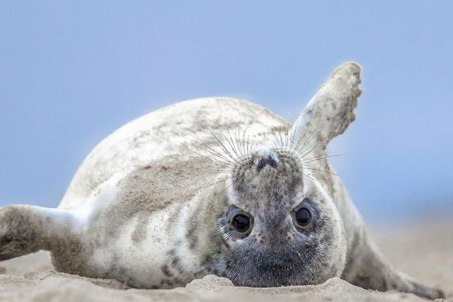 Seehund, Hotelzimmer