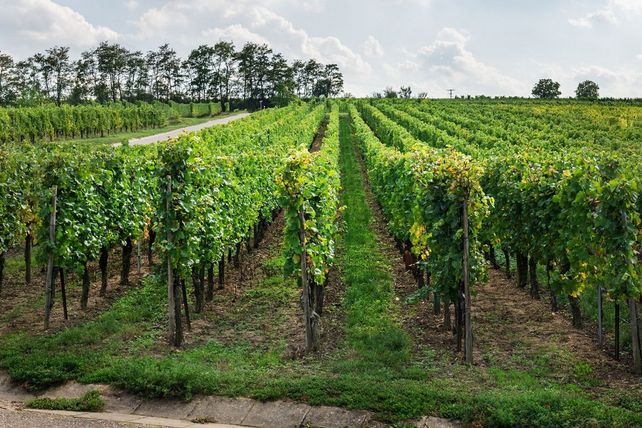US-Zölle Wein Winzer